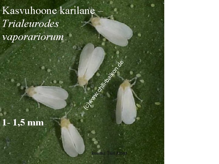 Kasvuhoone karilane – Trialeurodes vaporariorum 1 - 1, 5 mm koostas: Tairi Albert 