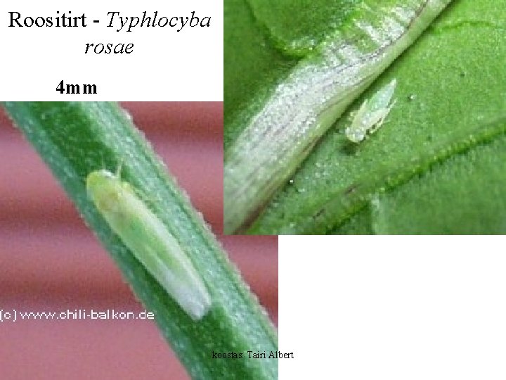 Roositirt - Typhlocyba rosae 4 mm koostas: Tairi Albert 
