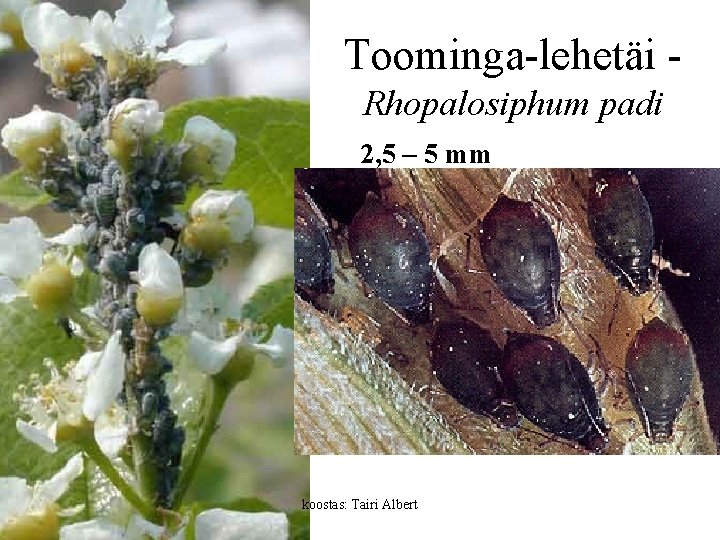 Toominga-lehetäi Rhopalosiphum padi 2, 5 – 5 mm koostas: Tairi Albert 