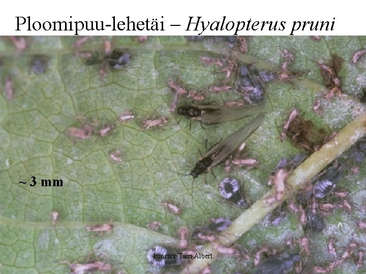 Ploomipuu-lehetäi – Hyalopterus pruni ~ 3 mm koostas: Tairi Albert 
