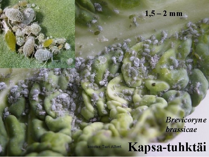 1, 5 – 2 mm Brevicoryne brassicae koostas: Tairi Albert Kapsa-tuhktäi 