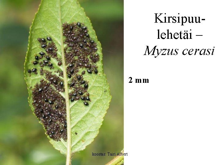 Kirsipuulehetäi – Myzus cerasi 2 mm koostas: Tairi Albert 