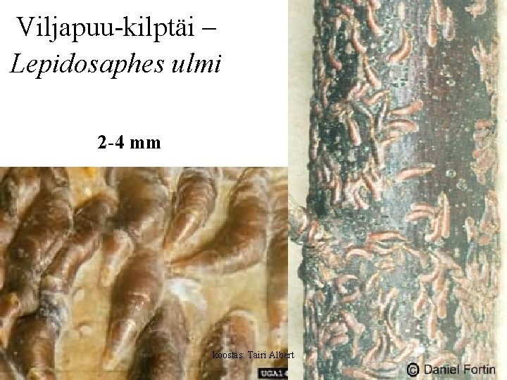 Viljapuu-kilptäi – Lepidosaphes ulmi 2 -4 mm koostas: Tairi Albert 