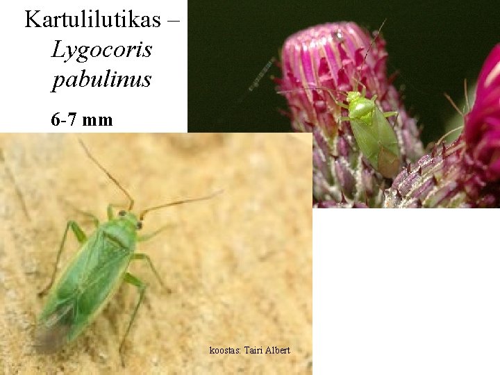 Kartulilutikas – Lygocoris pabulinus 6 -7 mm koostas: Tairi Albert 