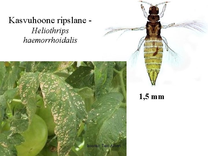 Kasvuhoone ripslane Heliothrips haemorrhoidalis 1, 5 mm koostas: Tairi Albert 
