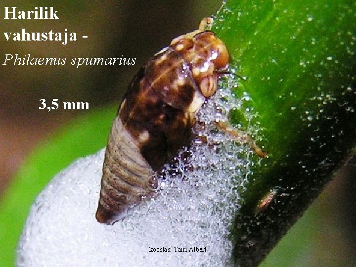 Harilik vahustaja - vahustaja Philaenus spumarius 3, 5 mm koostas: Tairi Albert 