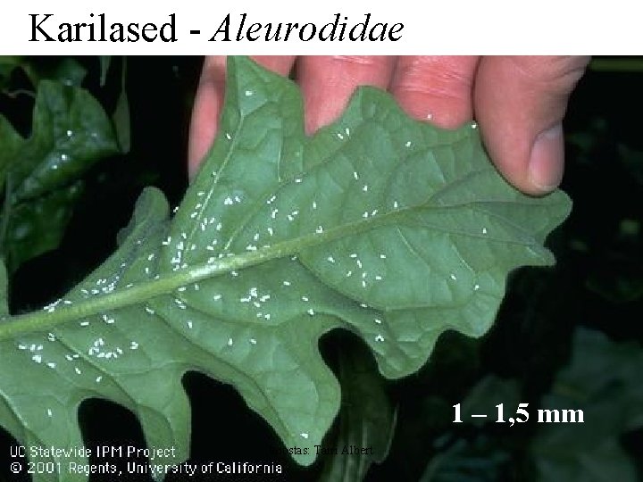 Karilased - Aleurodidae 1 – 1, 5 mm koostas: Tairi Albert 