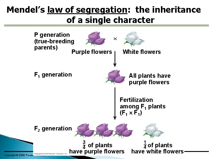 Mendel’s law of segregation: the inheritance of a single character P generation (true-breeding parents)
