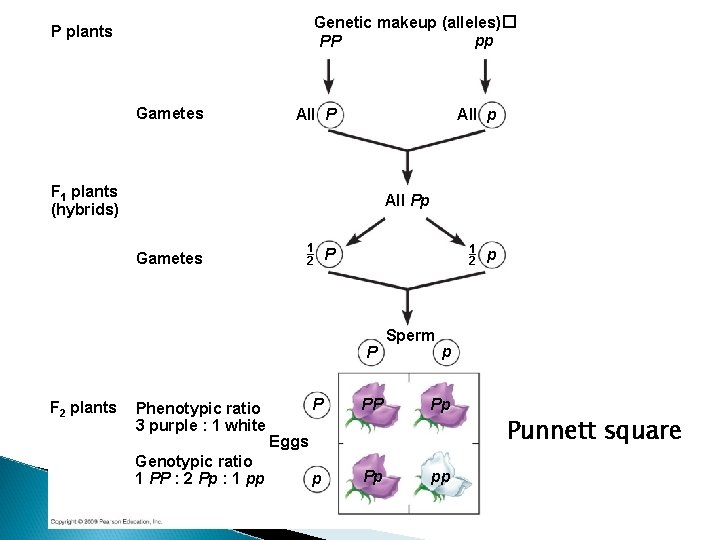 Genetic makeup (alleles)� pp PP P plants Gametes All p All P F 1
