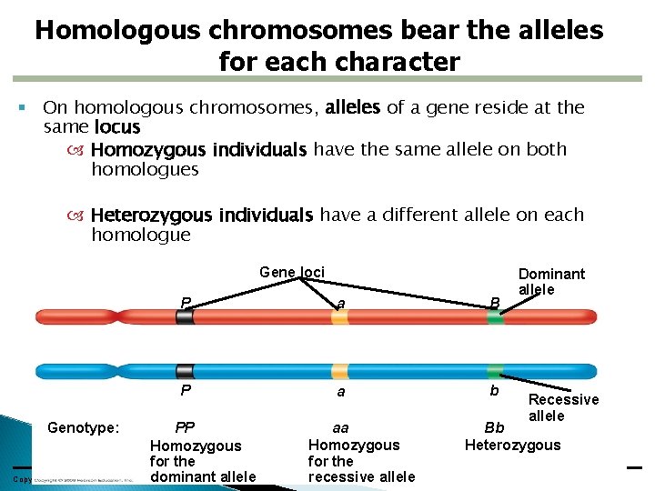 Homologous chromosomes bear the alleles for each character On homologous chromosomes, alleles of a