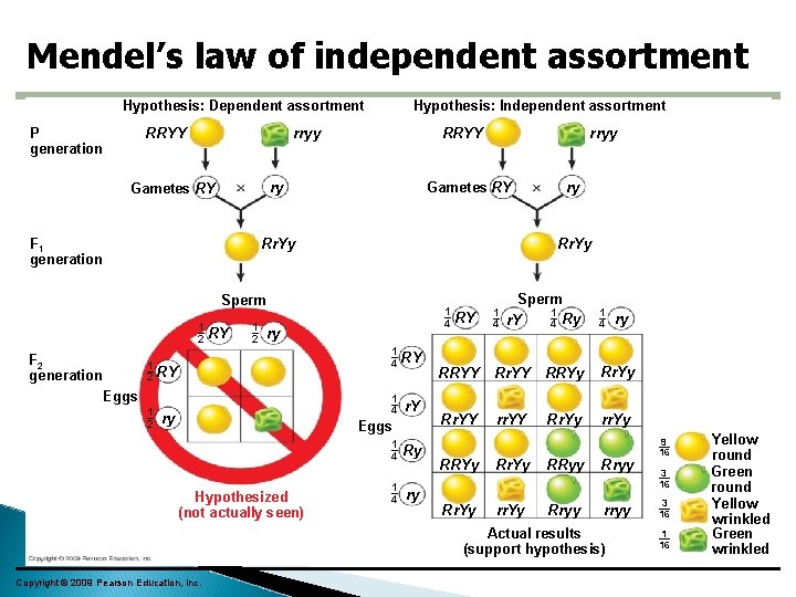 Mendel’s law of independent assortment Hypothesis: Independent assortment Hypothesis: Dependent assortment P generation rryy