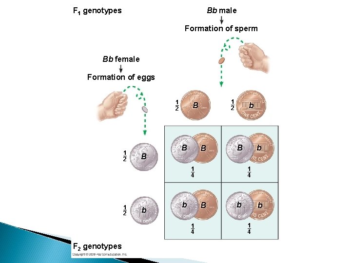 F 1 genotypes Bb male Formation of sperm Bb female Formation of eggs 1