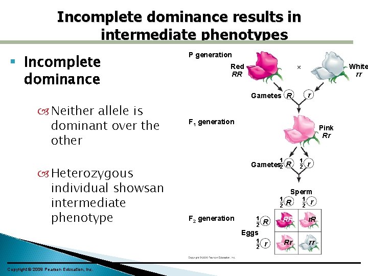 Incomplete dominance results in intermediate phenotypes Incomplete dominance P generation White rr Red RR