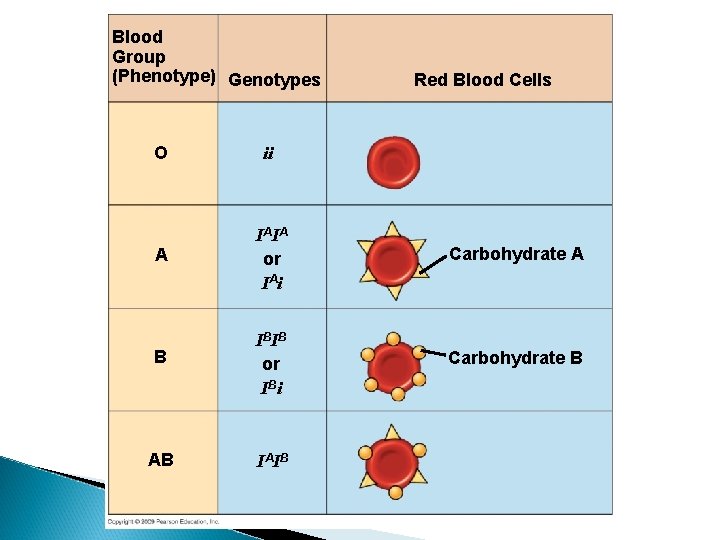 Blood Group (Phenotype) Genotypes Red Blood Cells O ii A IA IA or IA