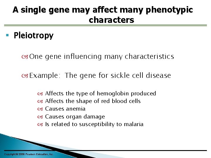 A single gene may affect many phenotypic characters Pleiotropy One gene influencing many characteristics