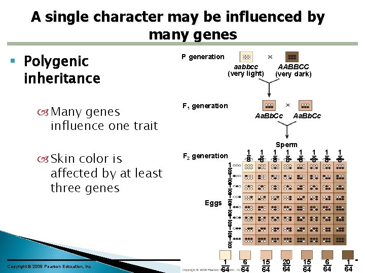 A single character may be influenced by many genes Polygenic inheritance Many genes influence