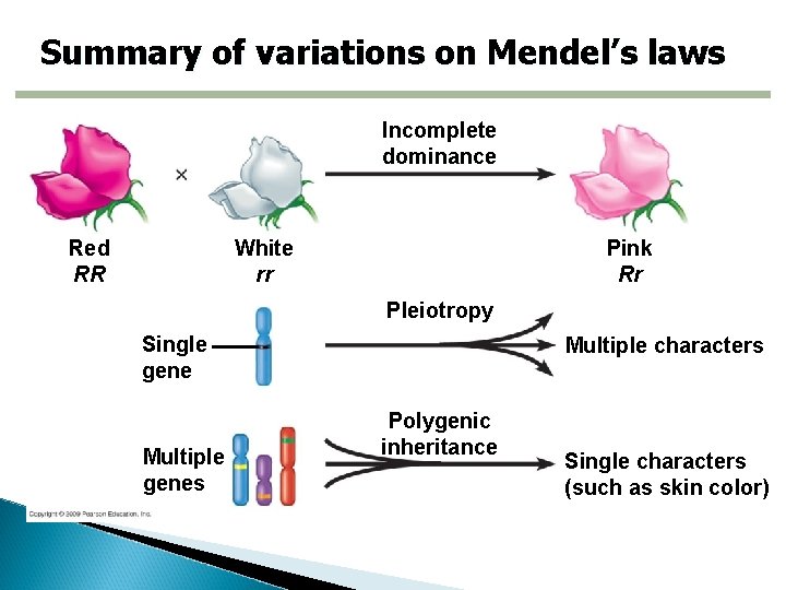 Summary of variations on Mendel’s laws Incomplete dominance White rr Red RR Pink Rr