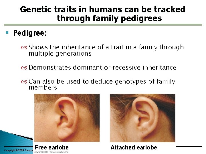 Genetic traits in humans can be tracked through family pedigrees Pedigree: Shows the inheritance