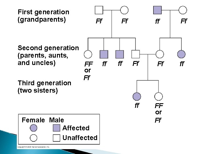 First generation (grandparents) Ff Second generation (parents, aunts, and uncles) FF or Ff Third