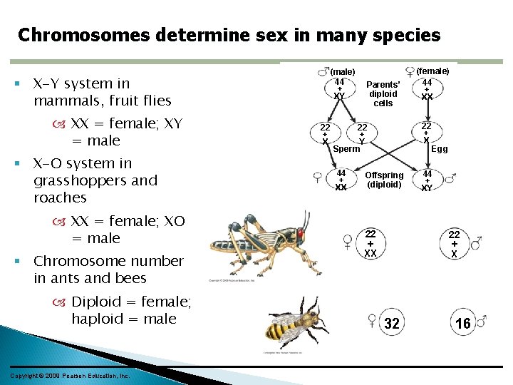 Chromosomes determine sex in many species (male) 44 + XY X-Y system in mammals,