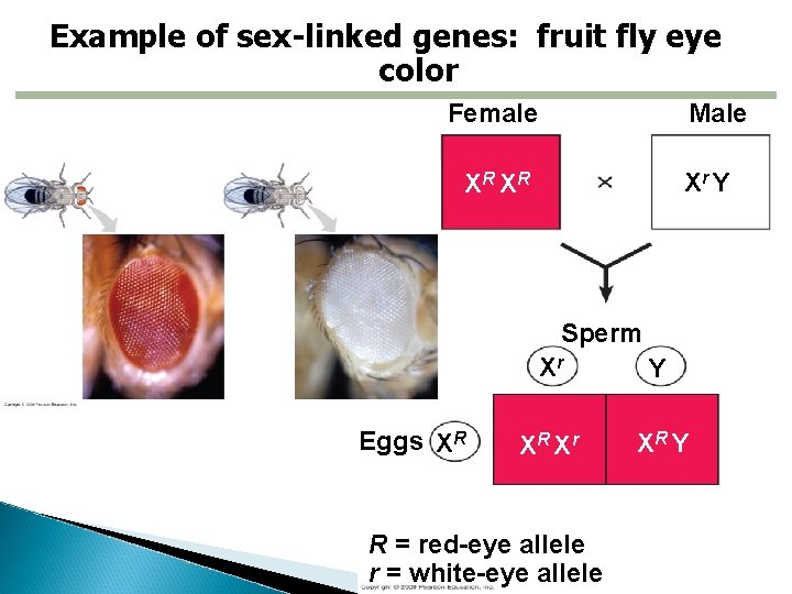 Example of sex-linked genes: fruit fly eye color Female Male Xr Y XR XR