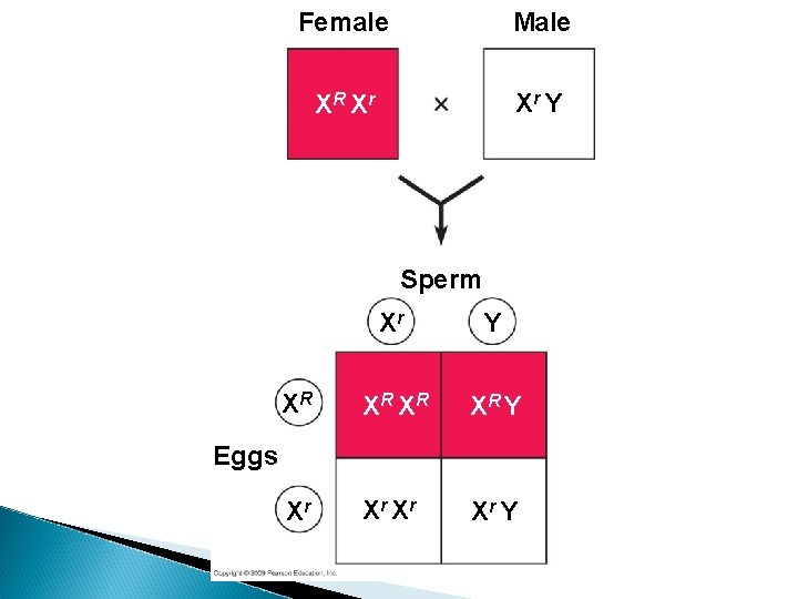 Female Male XR Xr Xr Y Sperm Xr Y XR XR Y Xr Xr