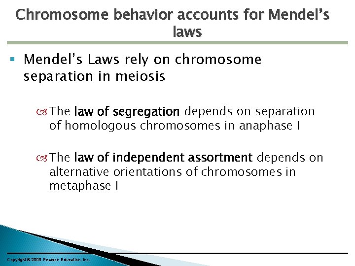 Chromosome behavior accounts for Mendel’s laws Mendel’s Laws rely on chromosome separation in meiosis