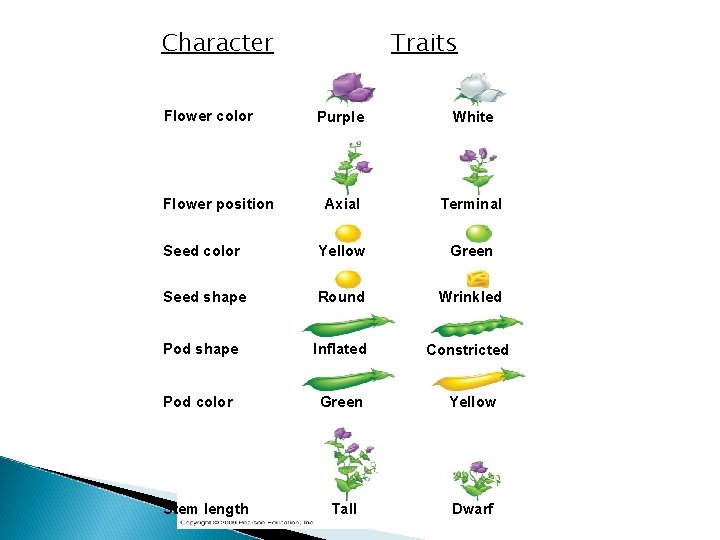 Character Flower color Traits Purple White Axial Terminal Seed color Yellow Green Seed shape