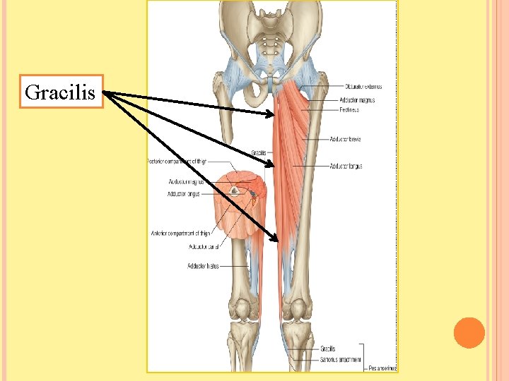 Gracilis 