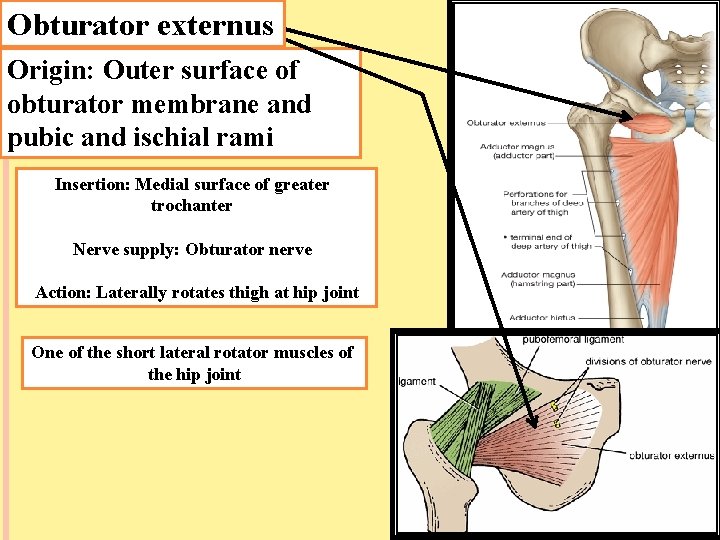 Obturator externus Origin: Outer surface of obturator membrane and pubic and ischial rami Insertion: