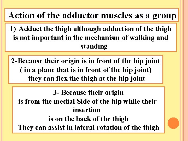 Action of the adductor muscles as a group 1) Adduct the thigh although adduction