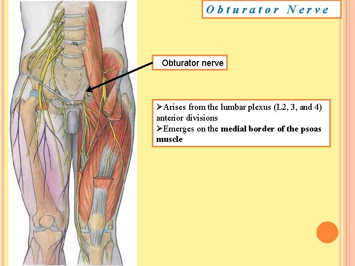 Obturator Nerve Obturator nerve ØArises from the lumbar plexus (L 2, 3, and 4) Obturator Nerve Obturator nerve ØArises from the lumbar plexus (L 2, 3, and 4)
