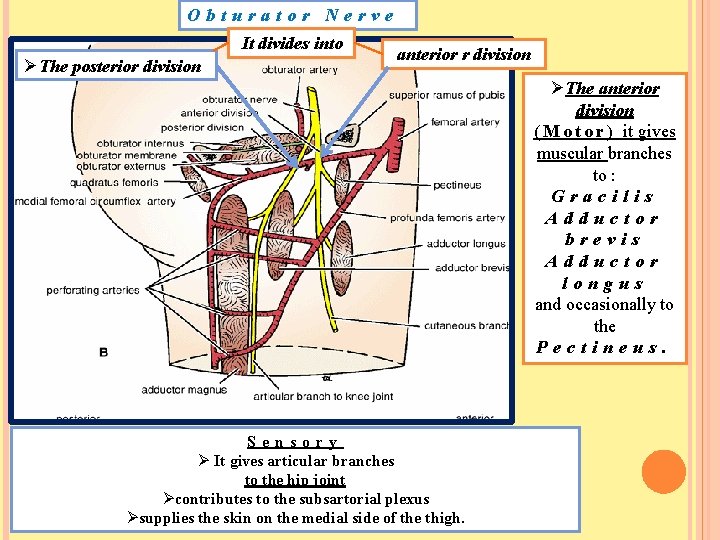 Obturator Nerve It divides into ØThe posterior division anterior r division ØThe anterior division