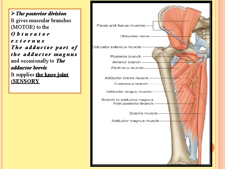 ØThe posterior division It gives muscular branches (MOTOR) to the Obturator externus The adductor