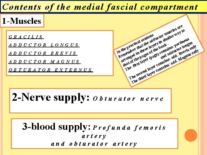 Contents of the medial fascial compartment 1 -Muscles GRACILIS ADDUCTOR LONGUS ADDUCTOR BREVIS ADDUCTOR