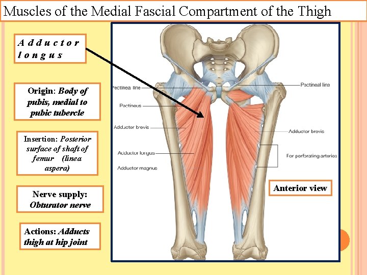 Muscles of the Medial Fascial Compartment of the Thigh Adductor longus Origin: Body of