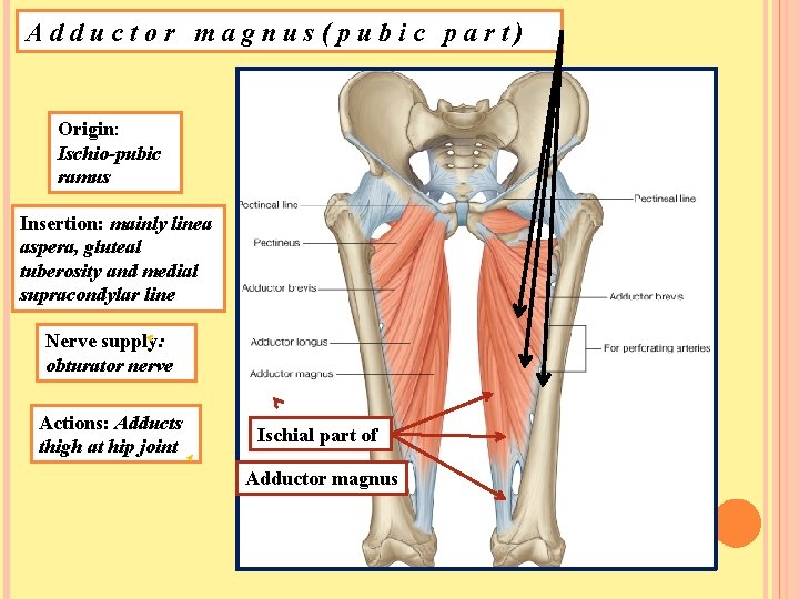 Adductor magnus(pubic part) Origin: Ischio-pubic ramus Insertion: mainly linea aspera, gluteal tuberosity and medial