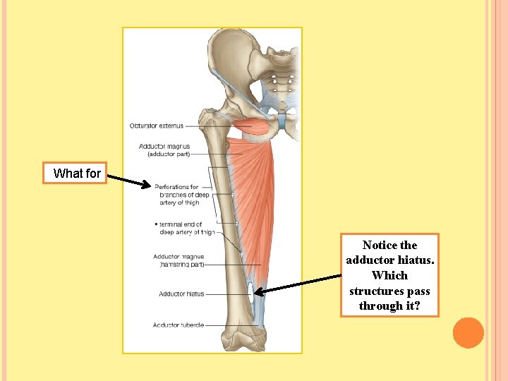 What for Notice the adductor hiatus. Which structures pass through it? 