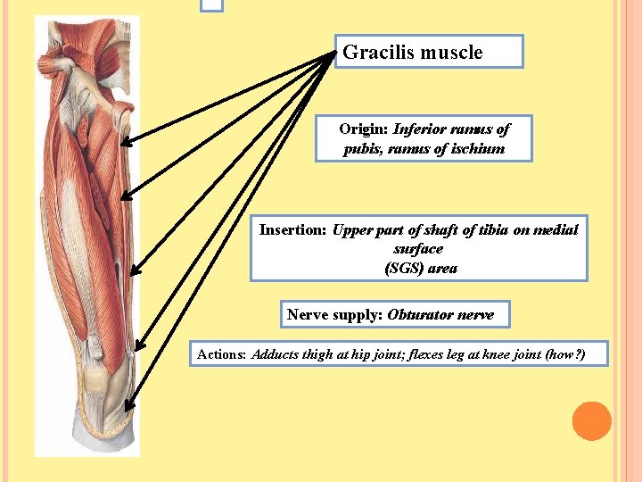 Gracilis muscle Origin: Inferior ramus of pubis, ramus of ischium Insertion: Upper part of