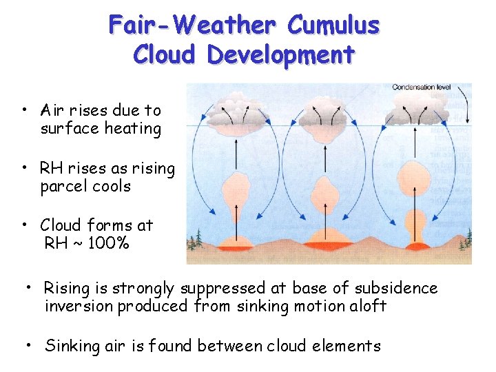 Fair-Weather Cumulus Cloud Development • Air rises due to surface heating • RH rises