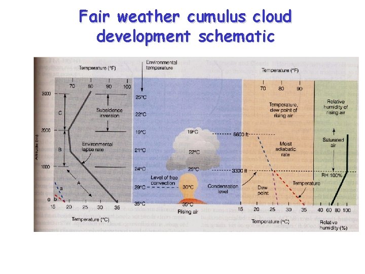 Fair weather cumulus cloud development schematic 