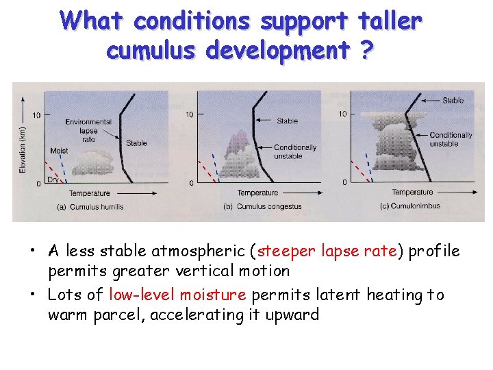 What conditions support taller cumulus development ? • A less stable atmospheric (steeper lapse