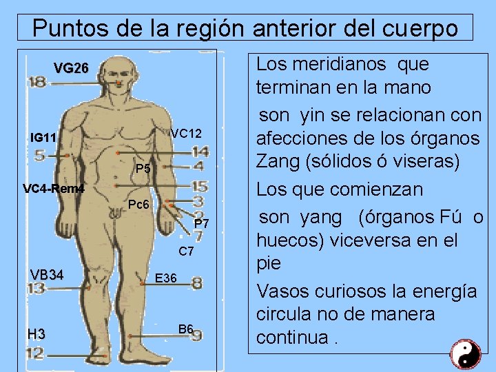 Puntos de la región anterior del cuerpo VG 26 VC 12 IG 11 P