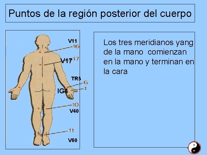 Puntos de la región posterior del cuerpo V 11 V 17 TR 5 IG