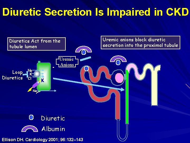 Diuretic Secretion Is Impaired in CKD Uremic anions block diuretic secretion into the proximal Diuretic Secretion Is Impaired in CKD Uremic anions block diuretic secretion into the proximal