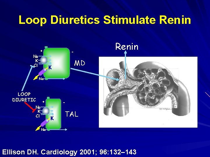 Loop Diuretics Stimulate Renin + Na K Cl Renin - MD K Na LOOP Loop Diuretics Stimulate Renin + Na K Cl Renin - MD K Na LOOP