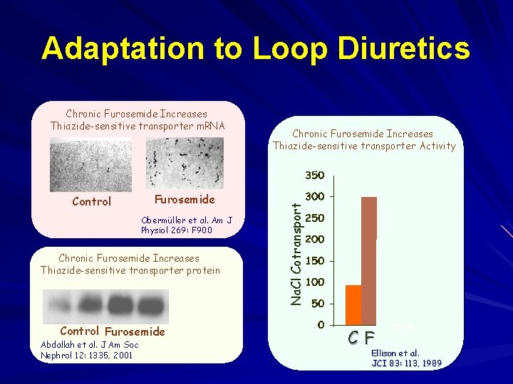 Adaptation to Loop Diuretics Control Furosemide Obermüller et al. Am J Physiol 269: F Adaptation to Loop Diuretics Control Furosemide Obermüller et al. Am J Physiol 269: F