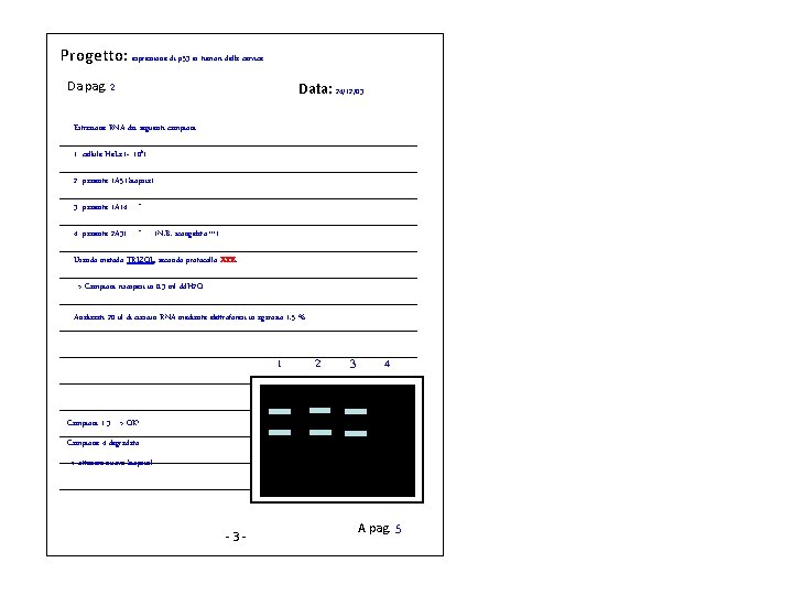 Progetto: espressione di p 53 in tumori della cervice Da pag. 2 Data: 24/12/03