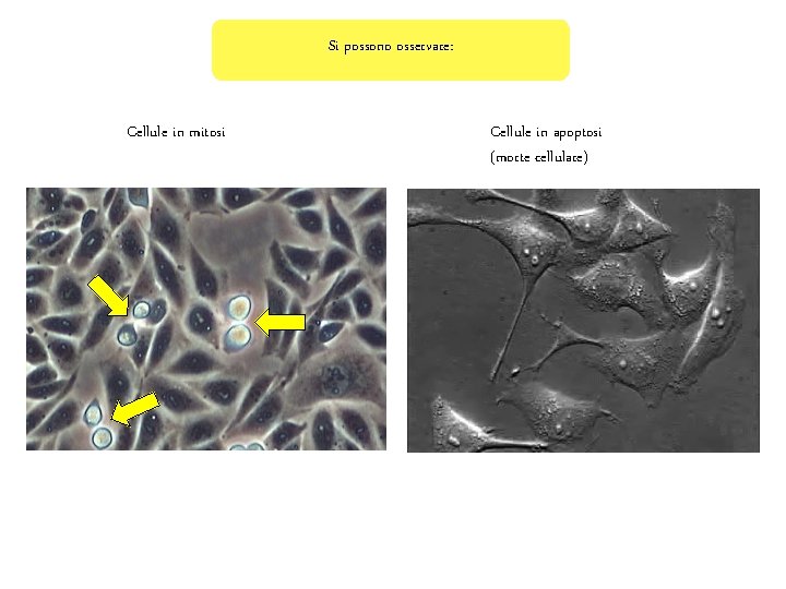 Si possono osservare: Cellule in mitosi Cellule in apoptosi (morte cellulare) 