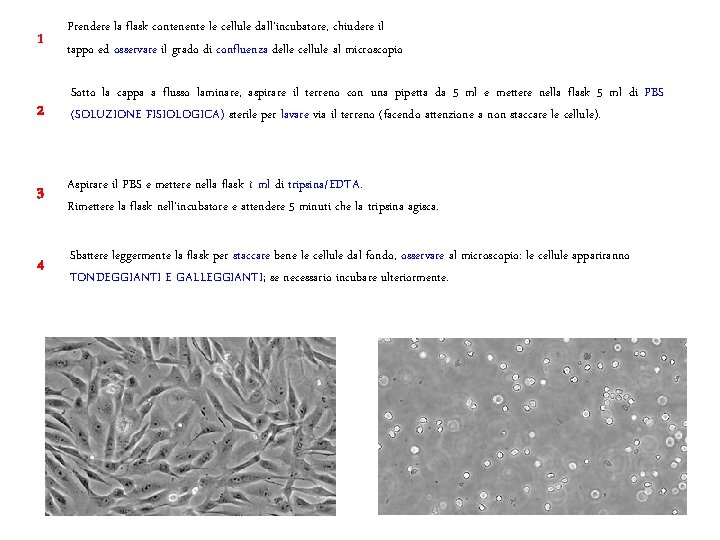 1 Prendere la flask contenente le cellule dall'incubatore, chiudere il tappo ed osservare il